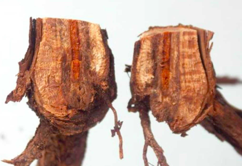 Imagen de Vine wood diseases (VWD)