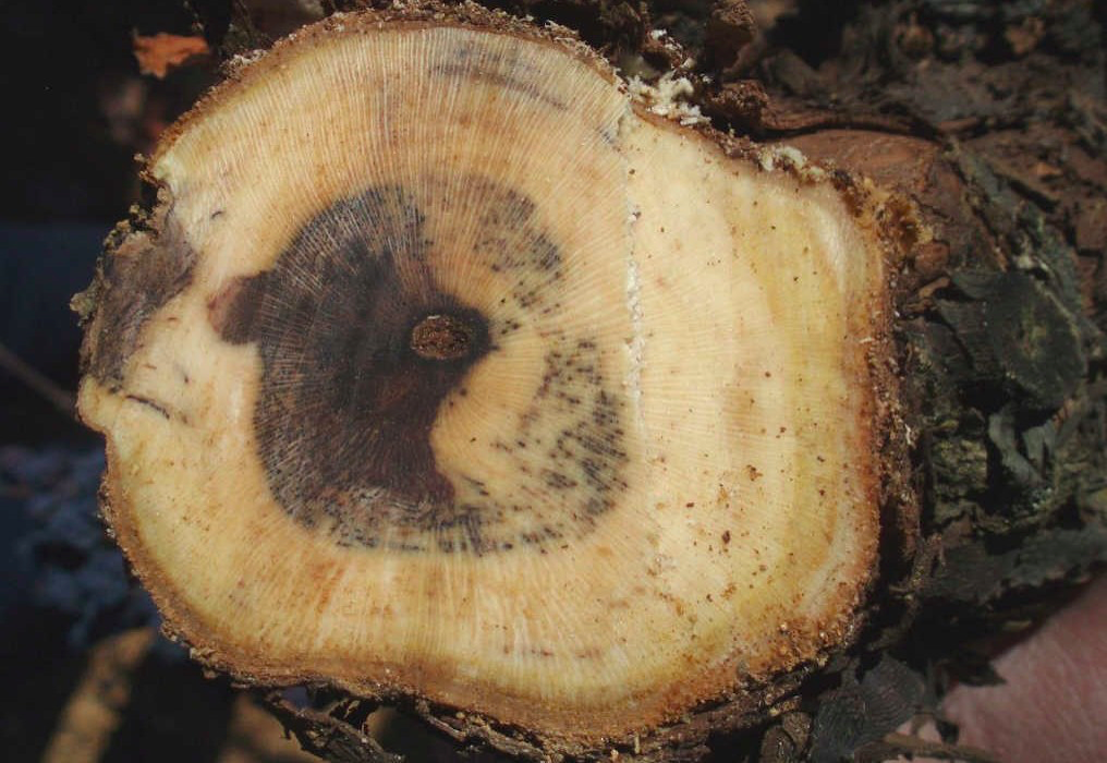 Imagen de Vine wood diseases (VWD)