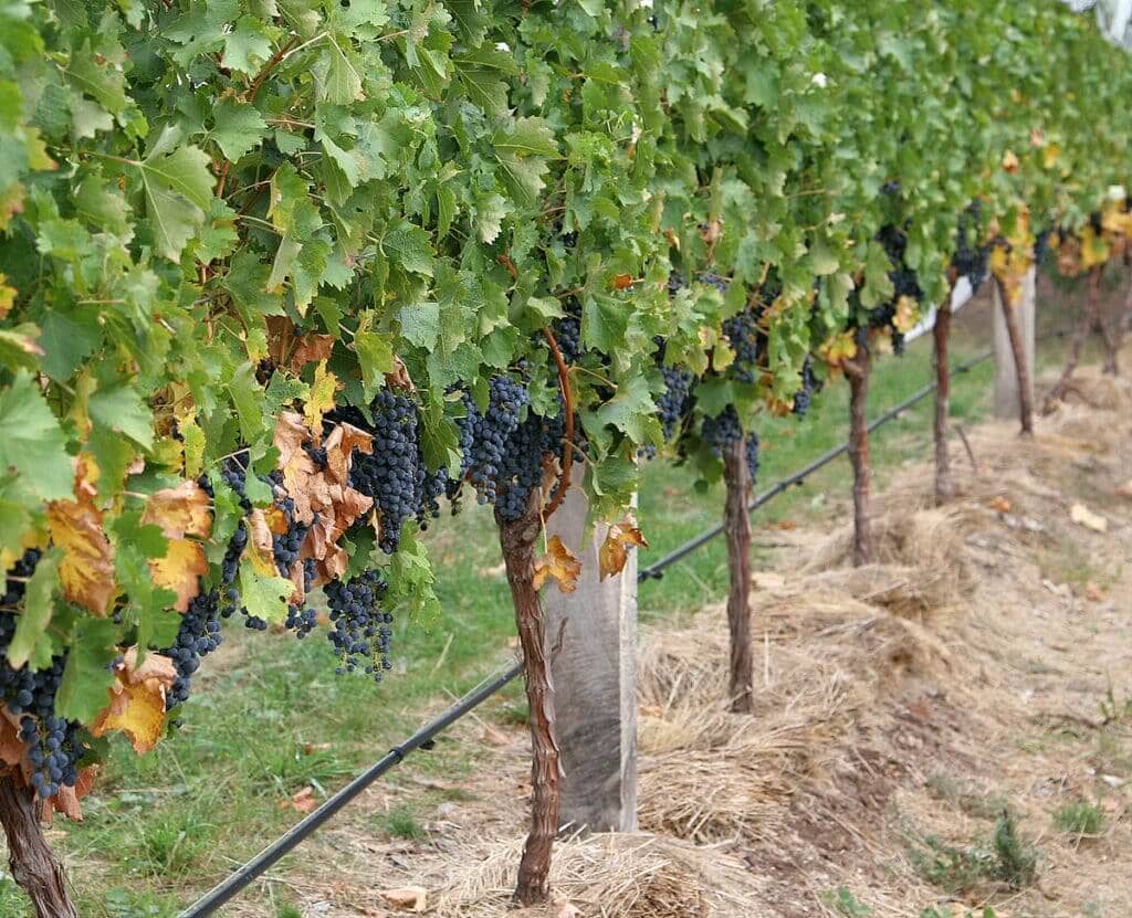 Imagen de Nuevas autorizaciones para plantar 946 nuevas hectáreas de viñedo en 2022.