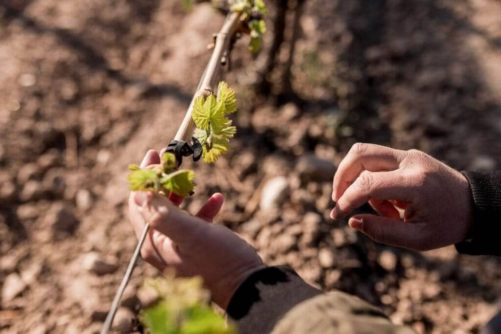 Imagen de Nuevas autorizaciones para plantar 946 nuevas hectáreas de viñedo en 2022.