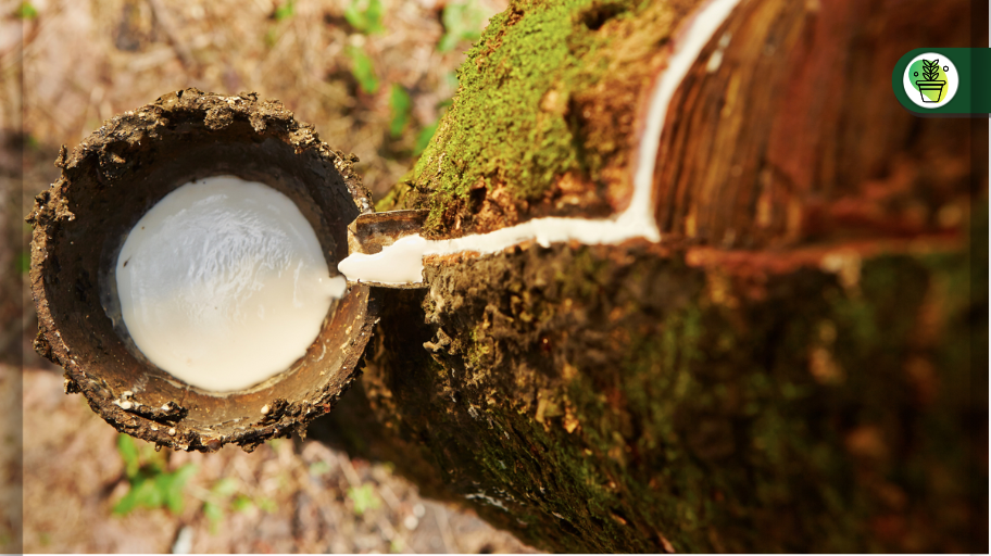 Bandex | Natural rubber: product regulated by the EUDR Regulation