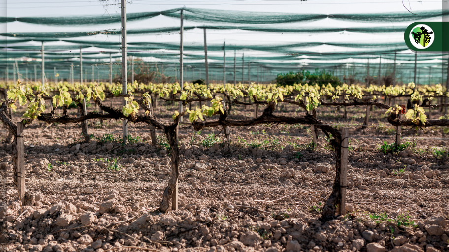 Imagen de El vino español bate récord de exportaciones: la goma ancla para atar viñas, la mejor aliada para la producción de uvas de calidad