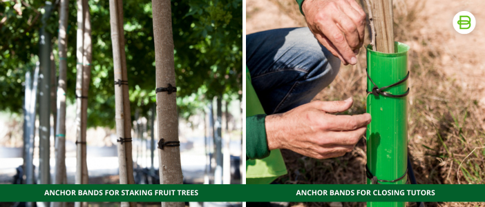 achor-bands-for-fruit-tree-staking