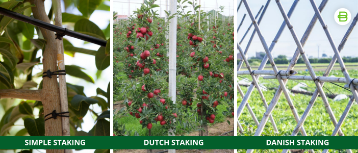 Imagen de What do staking fruit trees consist of?