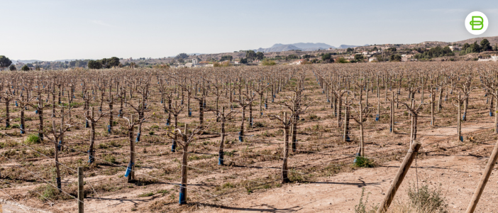 Imagen de Anchor Rubber Bands for Vineyards: the Perfect Ally in the Pruning Process