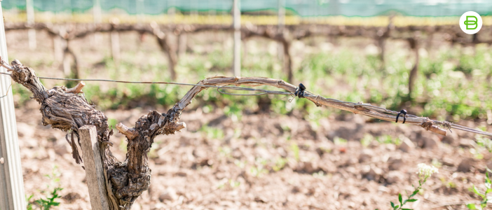 Uses of the anchor rubber band in vineyards after prunning