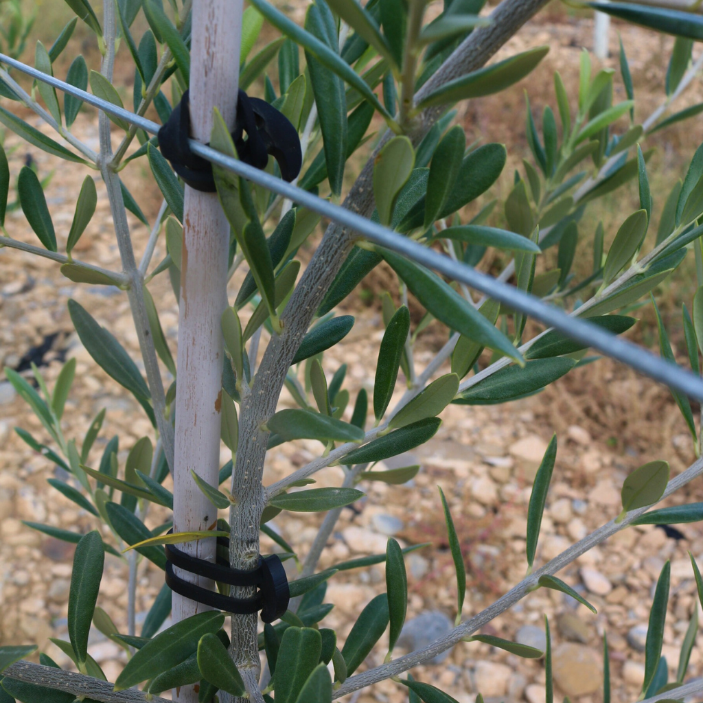 Goma ancla para atado de plantas de olivos a espalderas | Bandex