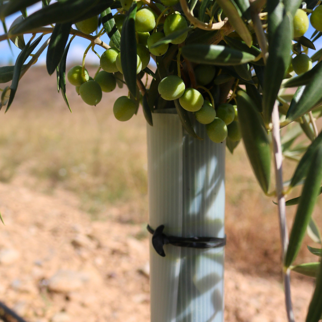 Goma ancla para cierre de protectores de olivos | Bandex