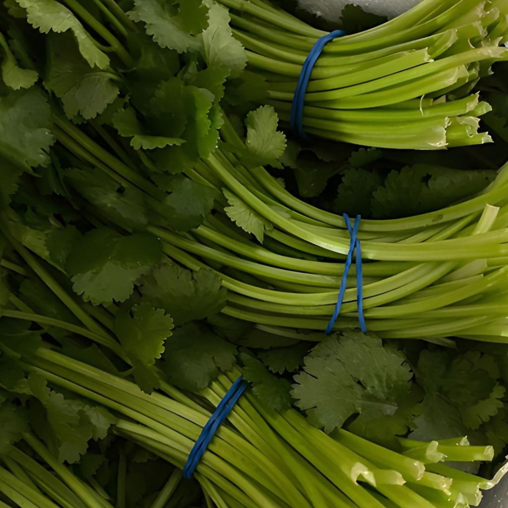 Bandex | Gomas de caucho natutural para el atado de hierbas aromáticas