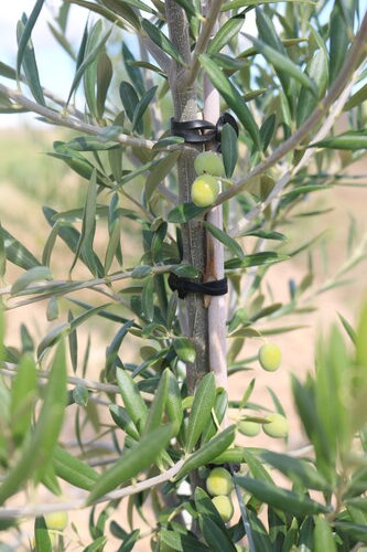 Bandex | Elastici ad àncora EPDM per l’Agricoltura Bandex | Elastici ad àncora EPDM per l’Agricoltura