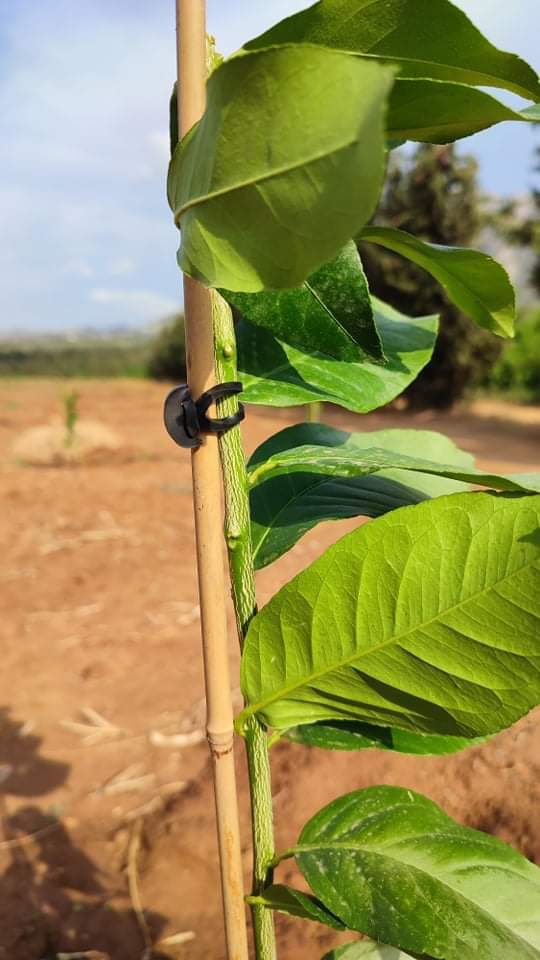 Bandex | Elastici ad àncora EPDM per l’Agricoltura Bandex | Elastici ad àncora EPDM per l’Agricoltura