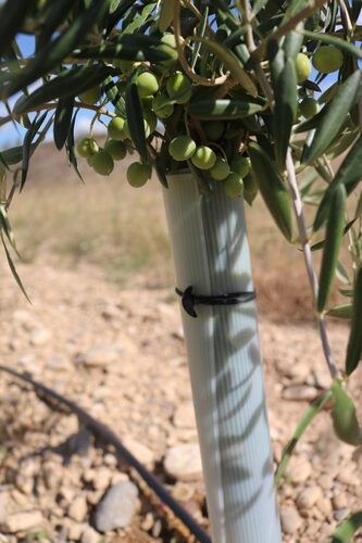 Bandex | Elastici ad àncora EPDM per l’Agricoltura Bandex | Elastici ad àncora EPDM per l’Agricoltura