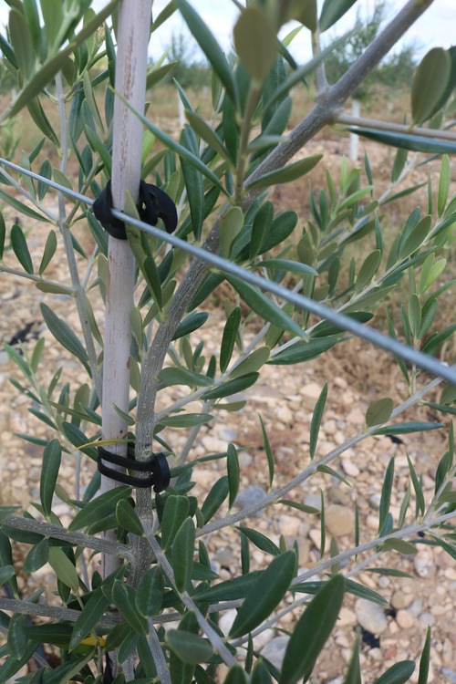 Bandex | Elastici ad àncora EPDM per l’Agricoltura Bandex | Elastici ad àncora EPDM per l’Agricoltura
