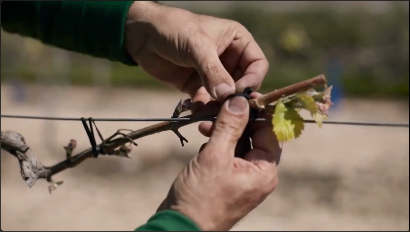 Bandex | [Vídeo] Tutorado y espalier de la vid y los olivos con gomas ancla